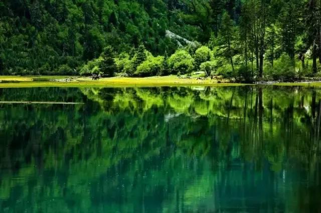 虫虫助手下载